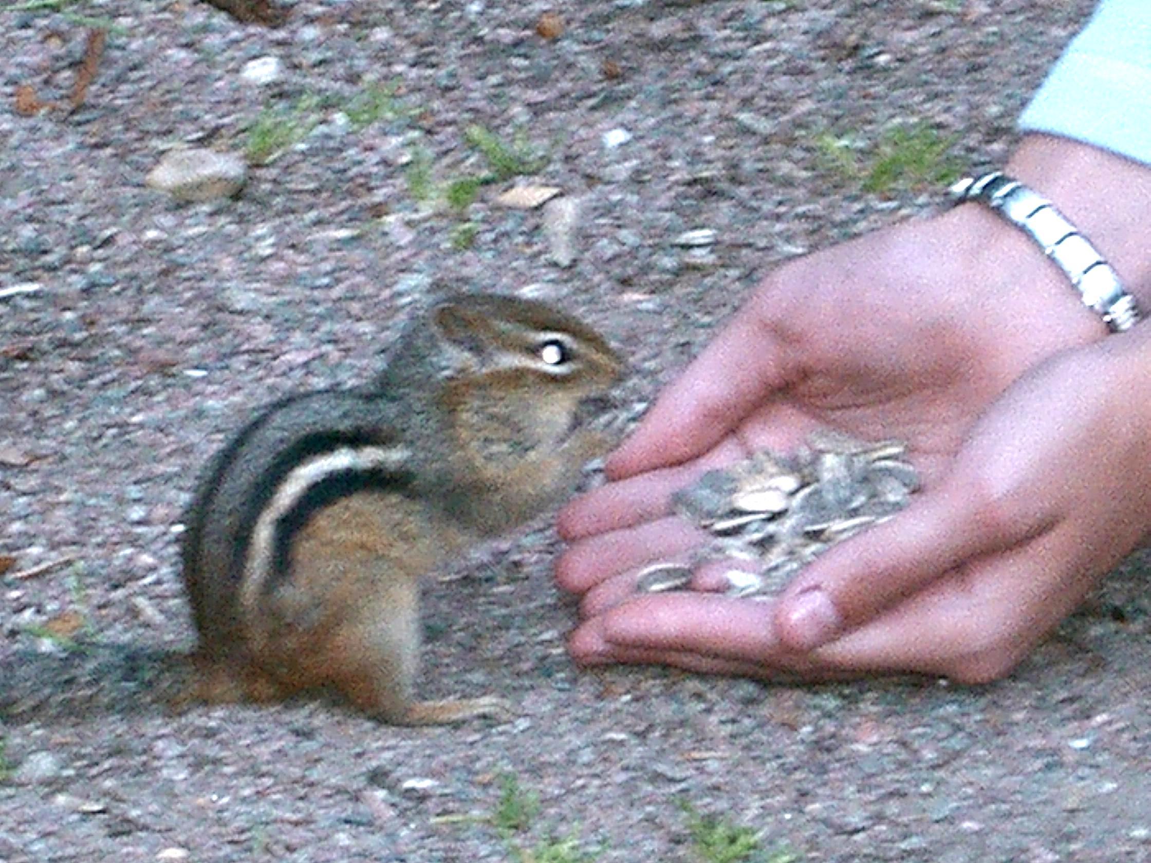 chipmonkeatingoutofhand.jpg
