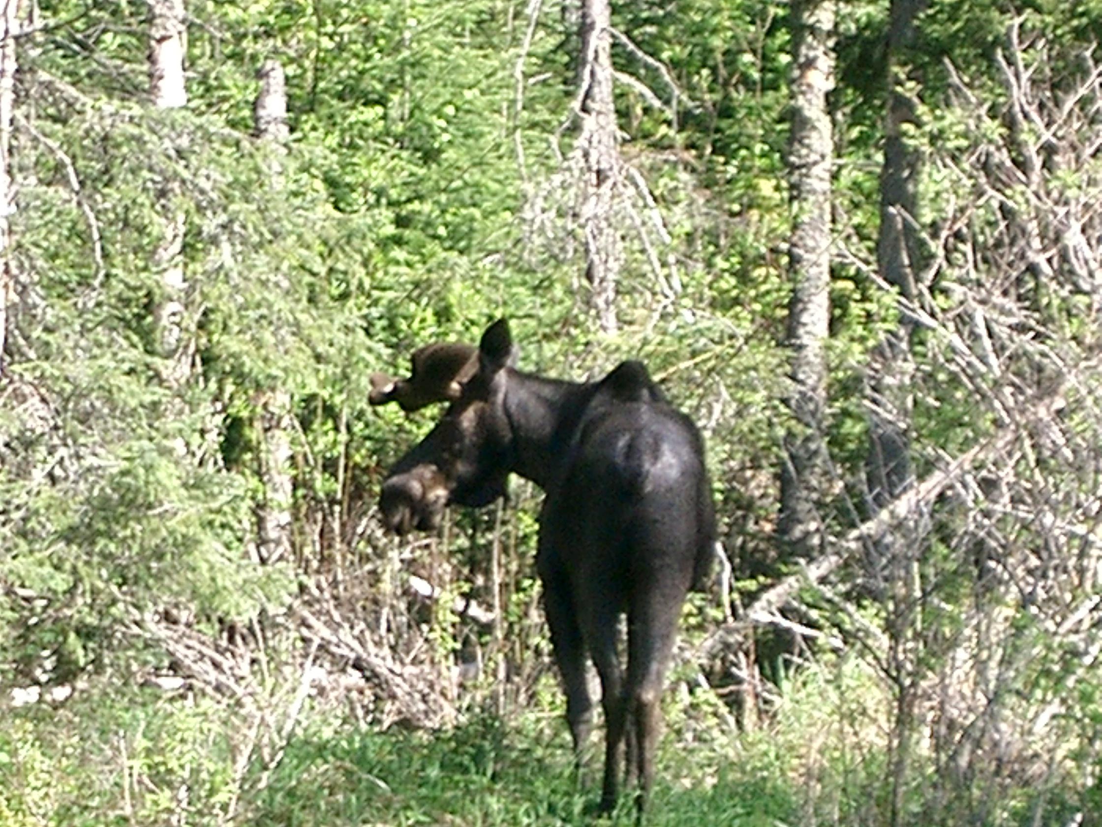 moose2bestshot.jpg